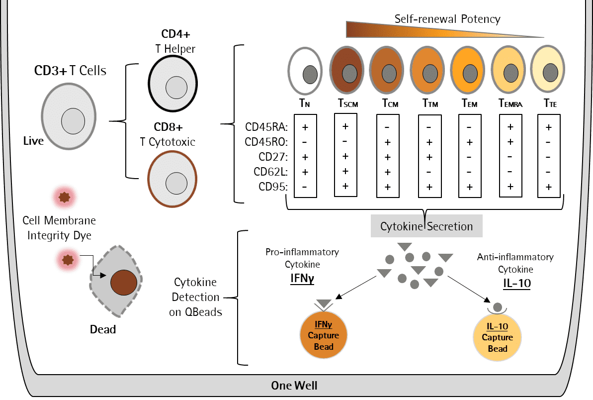 effector memory t cell marker