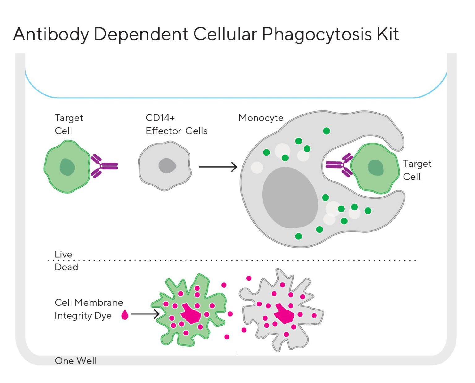 presentation of antigen phagocytosis